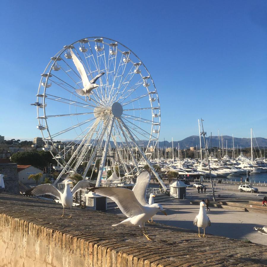 Appartement Tortue De Antibes